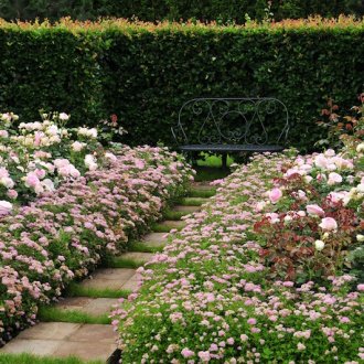 Ιαπωνικά Spirea