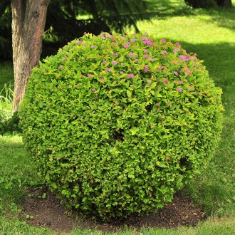 Ιαπωνικά Spirea