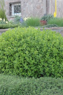 Τριαντάφυλλο