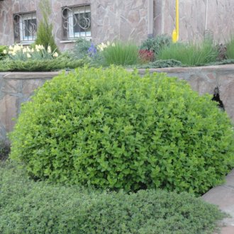 Ιαπωνικά Spirea