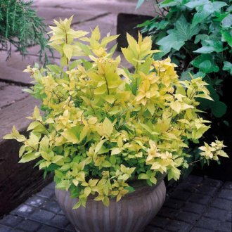 Ιαπωνικά Spirea