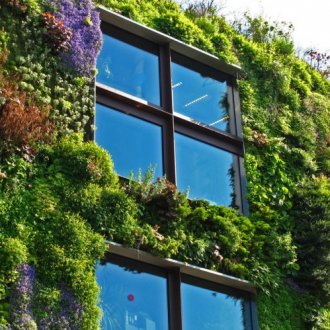 Ιαπωνικά Spirea