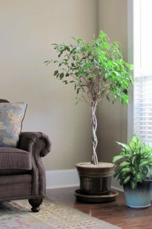 Γωνιακή διακόσμηση