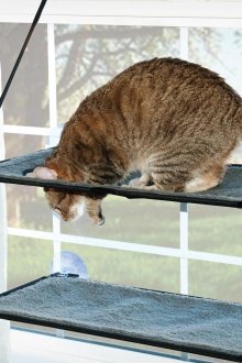 Αιώρα για γάτα