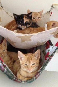 Ράφι φρούτων