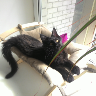 Αιώρα για γάτα