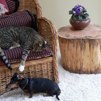 Το παράθυρο διαφανειών στο εσωτερικό