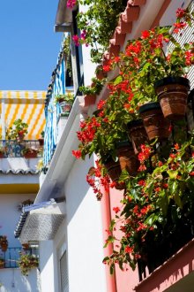 Λουλούδια σε κεραμικά δοχεία στο μπαλκόνι