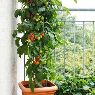 Ντομάτα στο μπαλκόνι