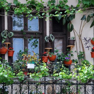 Αναρρίχηση φυτών στο μπαλκόνι