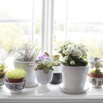 Fleurs sur le rebord de la fenêtre