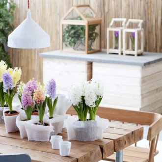 Υάκινθος σε ένα φιλικό προς το περιβάλλον εσωτερικό