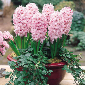 Φυσικό Υάκινθος