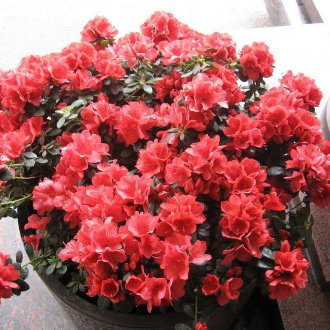 Cache-δοχείο από ξύλο