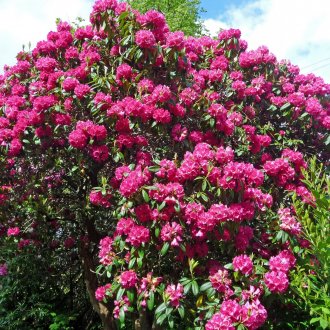 Ξύλινο φράχτη στον κήπο