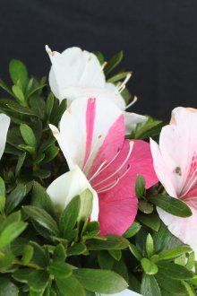 Λευκές κουρτίνες σε ιαπωνικό στιλ