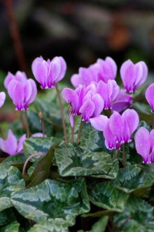 Ξύλο από μοβ χάντρες