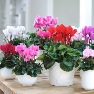 Γύψος διακοσμητική πέτρα στο εσωτερικό του καθιστικού