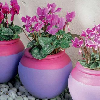 Πούτυλο κώνου