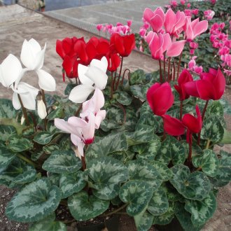 Ιαπωνικά κυδώνια στον κήπο