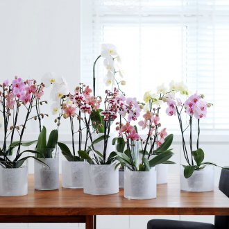 Μεταμόσχευση Phalaenopsis