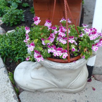 Pelargonium σε έναν φυτευτή γύψου