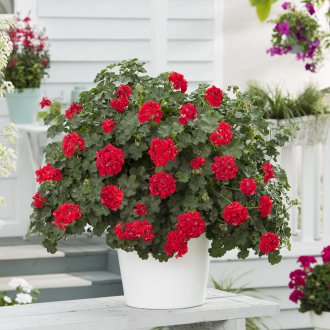 Pelargonium της Τοσκάνης