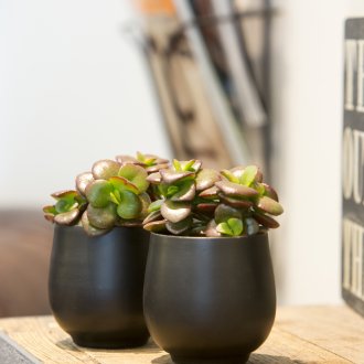 Crassula στο εσωτερικό του διαδρόμου