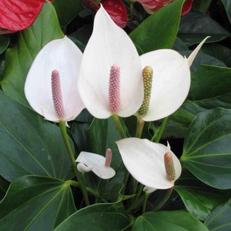 Ανθοφόρα σπαθίφιλλυμ