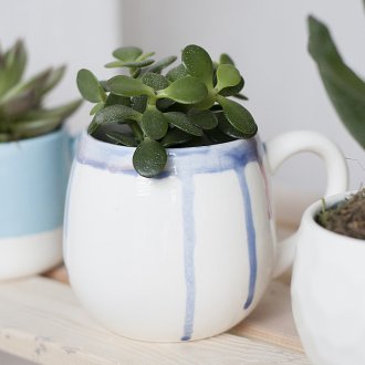 Succulents σε ένα φλιτζάνι