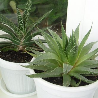 Gasteria και αλόη στο εσωτερικό