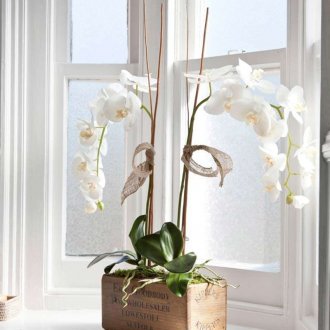 Ορχιδέα Wanda στο περβάζι