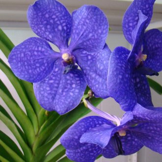 Ορχιδέα Wanda