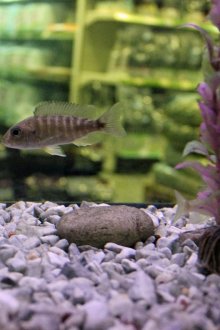 Λευκό μαρμάρινο αστάρι ενυδρείου