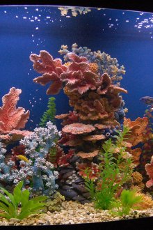 Διακοσμητικά κοράλλια ενυδρείου