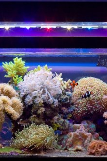 Διακόσμηση θαλάσσιου ενυδρείου