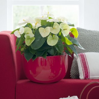 Ανθούριο ανθοφορίας