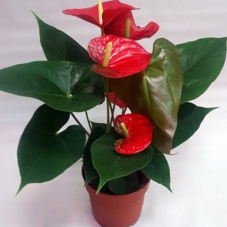 Σχεδιασμός σπιτιού