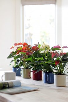 Ανθούριο σε έναν κύκλο