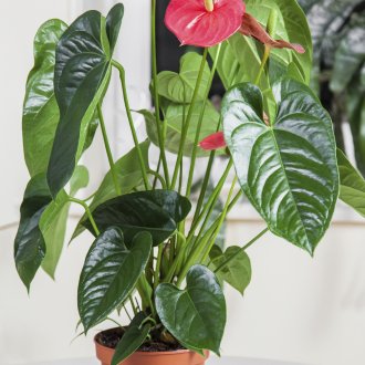 Anthurium στο εσωτερικό του διαμερίσματος