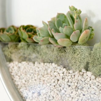 Κάθετη κηπουρική με σουκουλένια