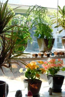 Το παράθυρο κουζίνας μπορεί να διακοσμηθεί με λουλούδια