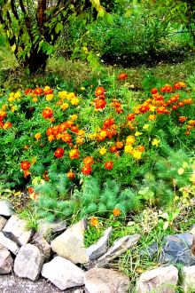 Πέτρα λουλούδι