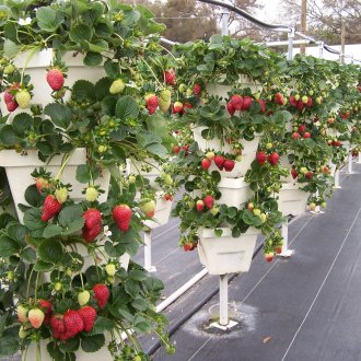 Μπουκέτο με φράουλες