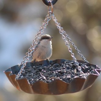 Ταψί για τα πουλιά