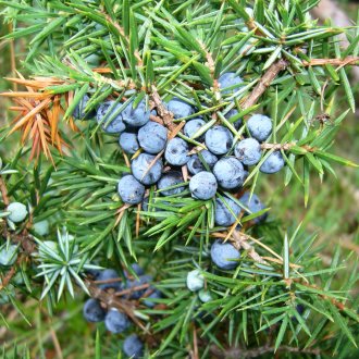 Juniper στον κήπο