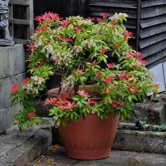 Pieris στον κήπο