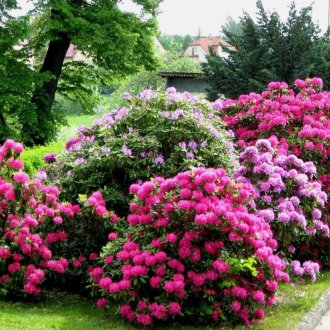 Ροδόδενδροι στον κήπο