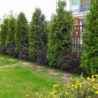 Κωνοφόρα στον κήπο