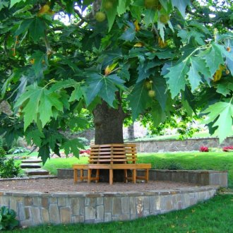 Maple στον κήπο στο σπίτι